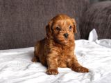 Mi̇ni̇ Boy Malti̇poo Kizimiz