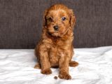 Mi̇ni̇ Boy Malti̇poo Kizimiz