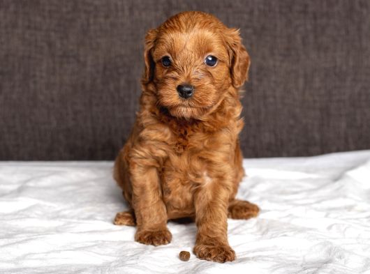 Mi̇ni̇ Boy Malti̇poo Kizimiz görsel