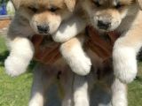 Akita Inu Yavrularımız