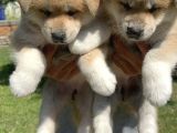 Akita Inu Yavrularımız