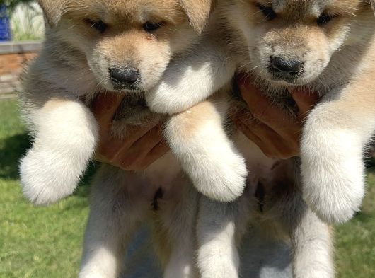 Akita Inu Yavrularımız görsel