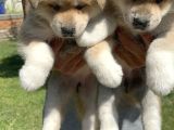 Akita Inu Yavrularımız