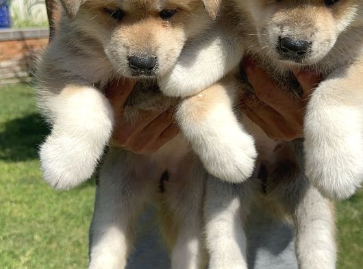 Akita Inu Yavrularımız görsel