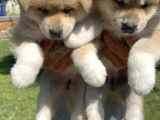 Akita Inu Yavrularımız