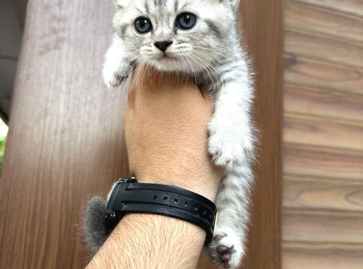 Wc Eğitimli Sağlıklı Bebekler görsel