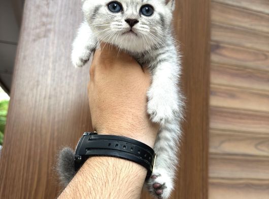 Wc Eğitimli Sağlıklı Bebekler görsel