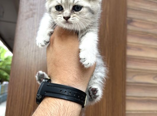 Wc Eğitimli Sağlıklı Bebekler görsel