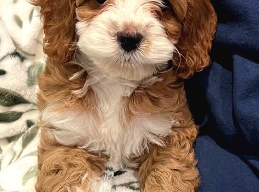 Evinizin Neşesi Olacak Maltipoo Yavrular görsel