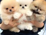 Pomeranian yavrularımız sizleri bekliyorlar