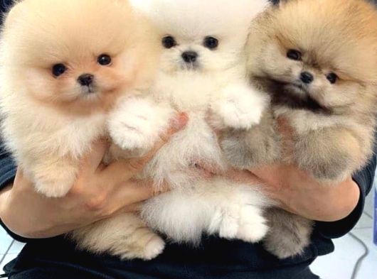 Pomeranian Yavrularımız Sizleri Bekliyorlar