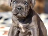 Dev ırk cane corso ırkının en iyisi