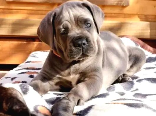Dev Irk Cane Corso Irkının En Iyisi görsel