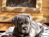 Dev Irk Cane Corso Irkının En Iyisi
