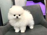 Pomeranian yavrularımız evinizin neşesi olacaklar