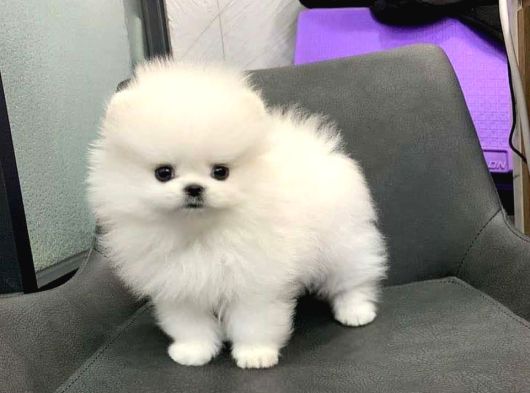 Pomeranian Yavrularımız Evinizin Neşesi Olacaklar