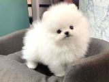 Pomeranian Yavrularımız Evinizin Neşesi Olacaklar