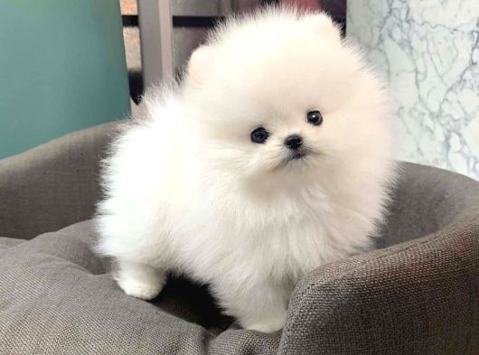 Pomeranian Yavrularımız Evinizin Neşesi Olacaklar görsel