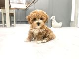 Evinizin Neşesi Olacak Maltipoo Yavrular