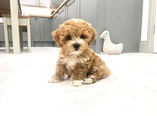 Evinizin Neşesi Olacak Maltipoo Yavrular görsel