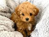 Evinizin neşesi olacak maltipoo yavrular
