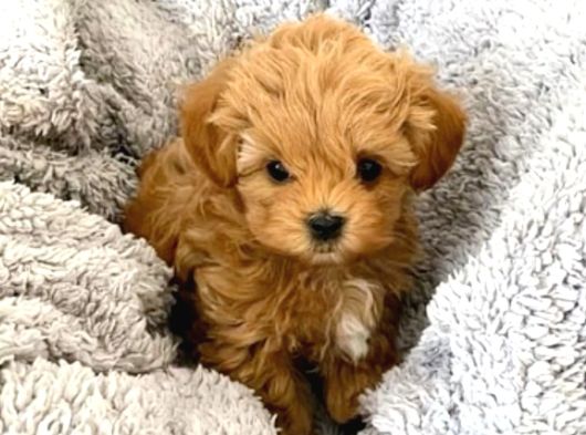 Evinizin Neşesi Olacak Maltipoo Yavrular
