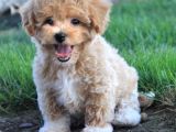 Evinizin Neşesi Olacak Maltipoo Yavrular