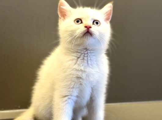 Pet Studio Ayrıcalığıyla Sağlıklı Belgeli Ve Sevgi Dolu görsel