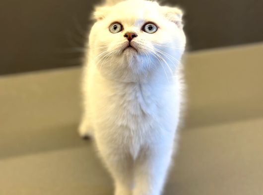 Pet Studio Ayrıcalığıyla Sağlıklı Belgeli Ve Sevgi Dolu görsel