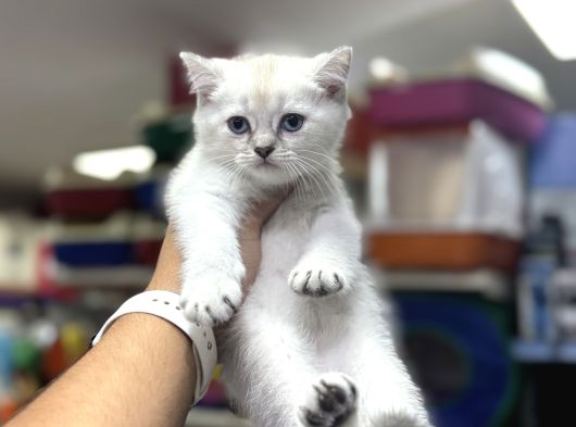 A Kalite Ayı Surat Kedilerimiz görsel