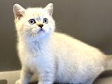 Pet Studio Ayrıcalığıyla Sağlıklı Belgeli ve Sevgi Dolu