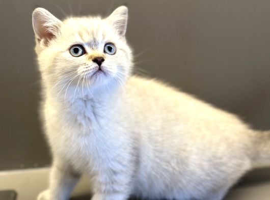 Pet Studio Ayrıcalığıyla Sağlıklı Belgeli Ve Sevgi Dolu