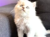 Hayatınıza Premium Bir Dost Katın Pet Studio Yavru Kediler