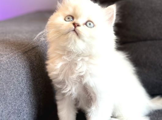 Hayatınıza Premium Bir Dost Katın Pet Studio Yavru Kediler görsel