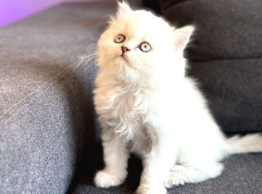 Son Kalan Brithi Longhair görsel