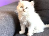 Son kalan brithi longhair
