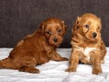 Mi̇ni̇ Boy Malti̇poo Kizimiz