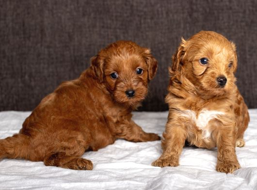 Mi̇ni̇ Boy Malti̇poo Kizimiz görsel