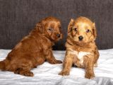 Mi̇ni̇ Boy Malti̇poo Kizimiz