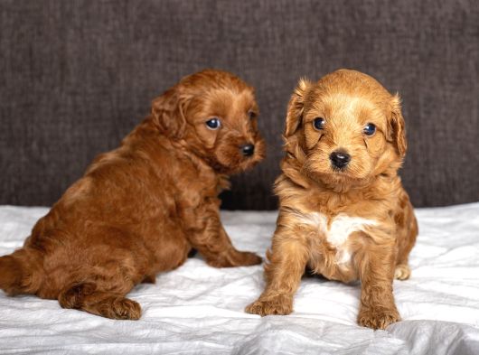 Mi̇ni̇ Boy Malti̇poo Kizimiz görsel