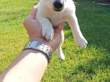 Saf Kan Kısa Bacak Jack Russel Yavruları