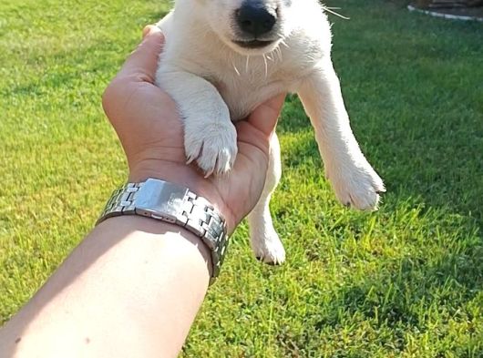 Saf Kan Kısa Bacak Jack Russel Yavruları görsel