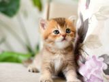 nADİR BULUNAN HARİKA  GOLDEN KEDİ