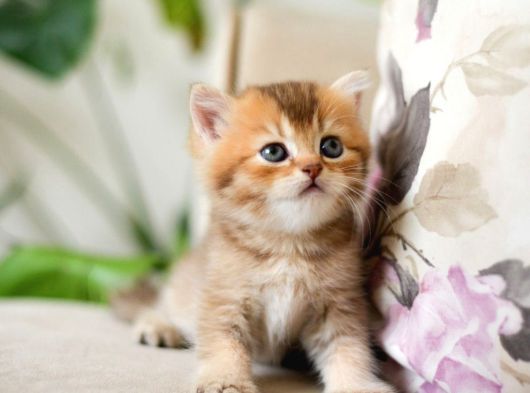 Nadi̇r Bulunan Hari̇ka  Golden Kedi̇