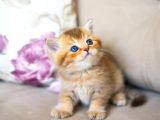 Nadi̇r Bulunan Hari̇ka  Golden Kedi̇