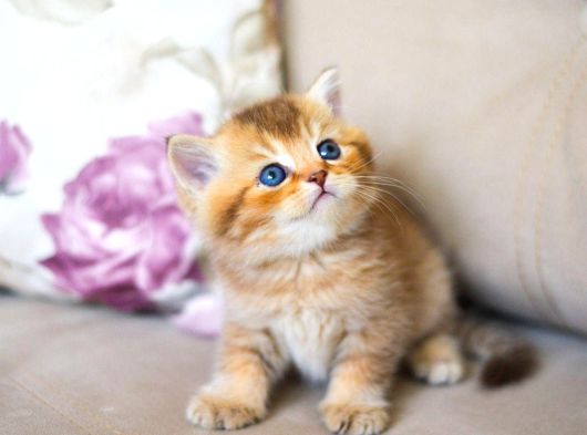 Nadi̇r Bulunan Hari̇ka  Golden Kedi̇ görsel