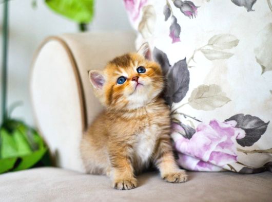 Nadi̇r Bulunan Hari̇ka  Golden Kedi̇ görsel