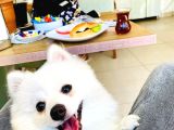 Sevimli Köpeğime Sıcak Yuva Arıyorum