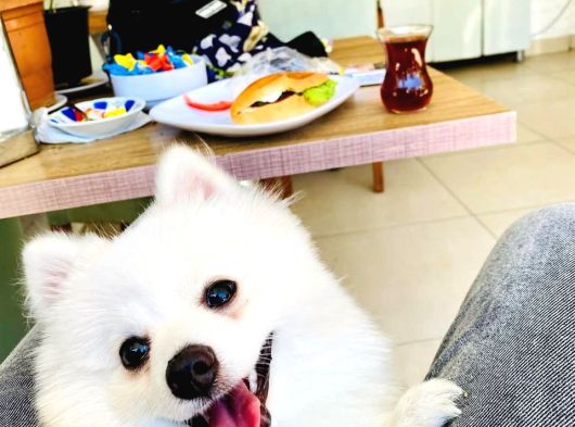 Sevimli Köpeğime Sıcak Yuva Arıyorum görsel