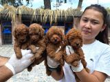 Toy Poodl yavurlamiz